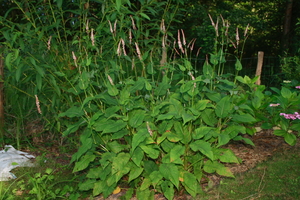 Persicaire Sanguisorba