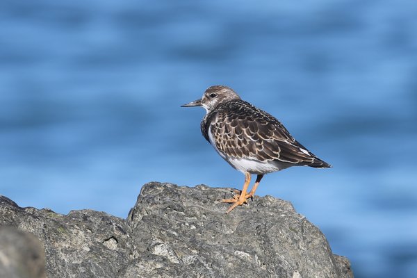 Les oiseaux du marché aux huîtres de Cancale