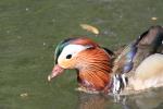 Oiseaux