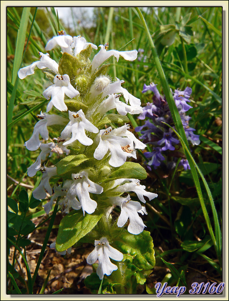 Bugle rampant 'Alba' (Ajuga reptans 'Alba') - Rouède - 31  (Flore) 