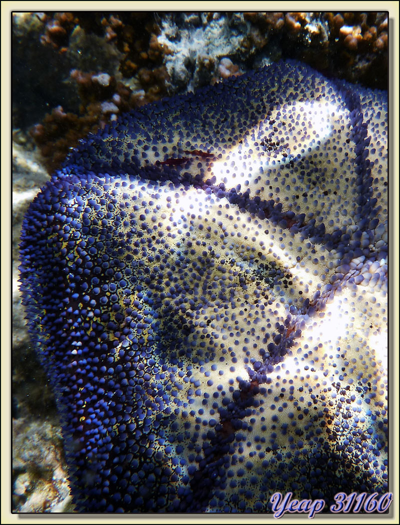 Coussin de requin (étoile de mer) - Lagon des Tipaniers - Moorea - Polynésie française