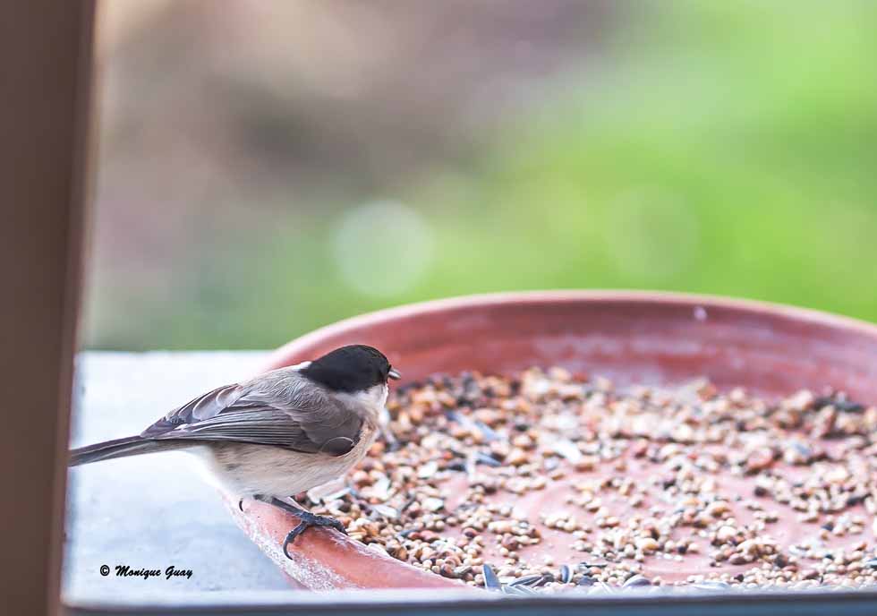 Mésange nonnette