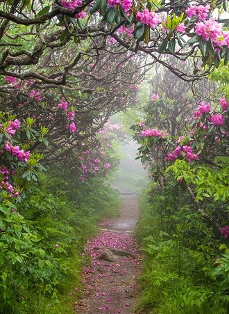 Printemps ...