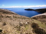 Sur les berges du lac Titicaca