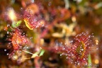 Drosera - Tourbière Mougau