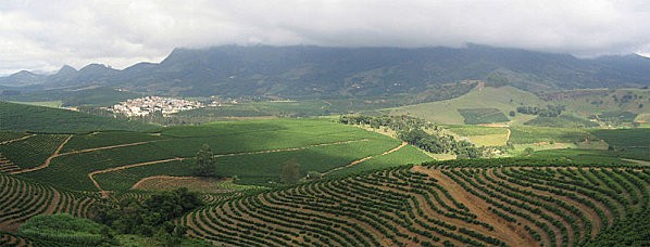 435) Coffee Plantation in São João do Manhuaçu City - Mi