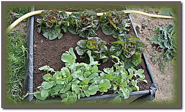 potager-paques-3.JPG