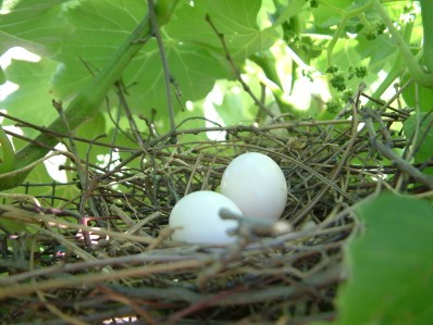 Oeufs de tourterelle turque