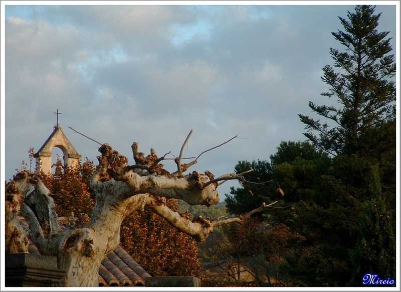 Vignes Rousses...