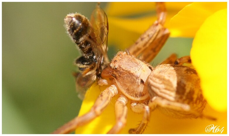 Araignée thomisidae : xysticus sp.