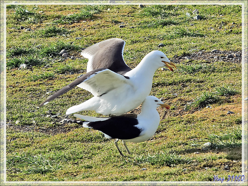 Petits câlins chez les Goélands dominicains, Kelp gull, Gaviota cocinera (Larus dominicanus) - Île Magdalena - Patagonie - Chili