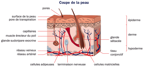 coupe de la peau