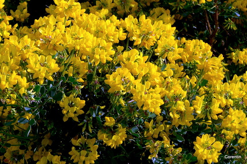 Encore des fleurs jaunes !