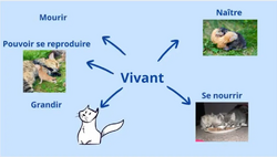 Le vivant / non-vivant / classer les animaux