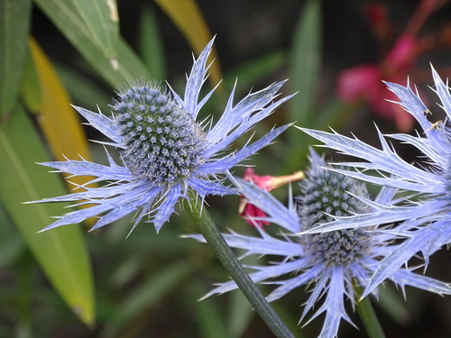 Flowers in summer