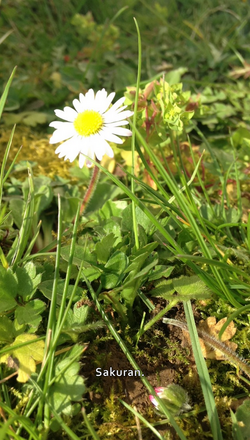 Sakuran. aime prendre des photos quand il y a pleins de Soleil ! ☼