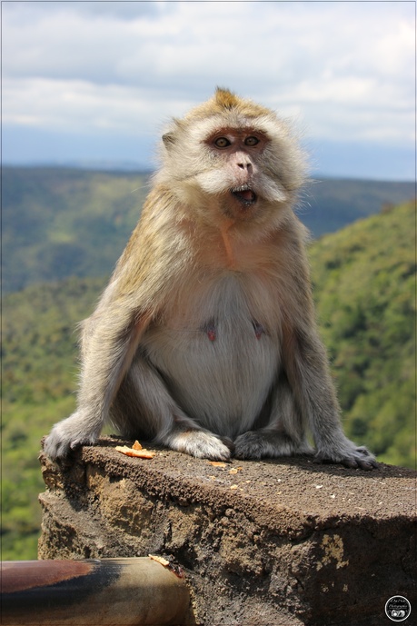 Le macaque Crabier de l’île Maurice
