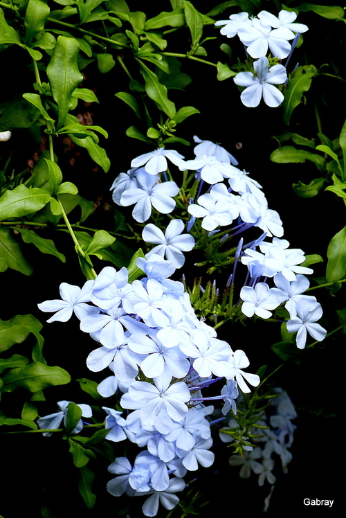 Les fleurs du plumbago 