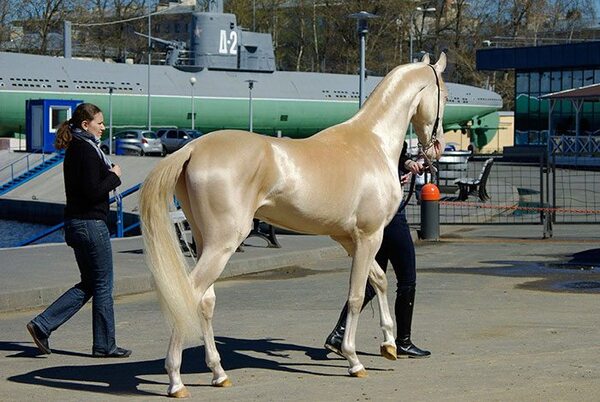 L'Akhal-Teke, le cheval le plus beau du monde