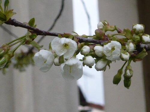 meli melo de petites fleurs du printemps au pavillon de mémé 