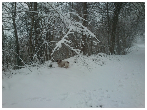 La neige...cette merveille