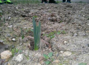                                              LES PREMIERES FLEURS du JARDIN