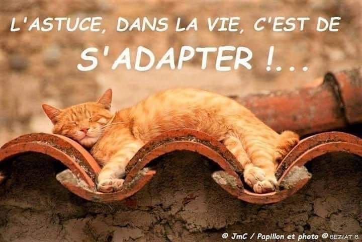 Pensées #Penséesdyjour #Pensée #Proverbe #Penséespositive #Portebonhour  #Philisophie #Vivre #Momentpresent #Rêve... plus #Re… | Cats, Cat sleeping,  Beautiful cats