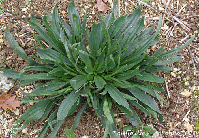 Plantago lanceolata - plantain à feuilles lancéolées