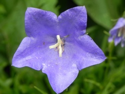 Mes Fleurs Bleues