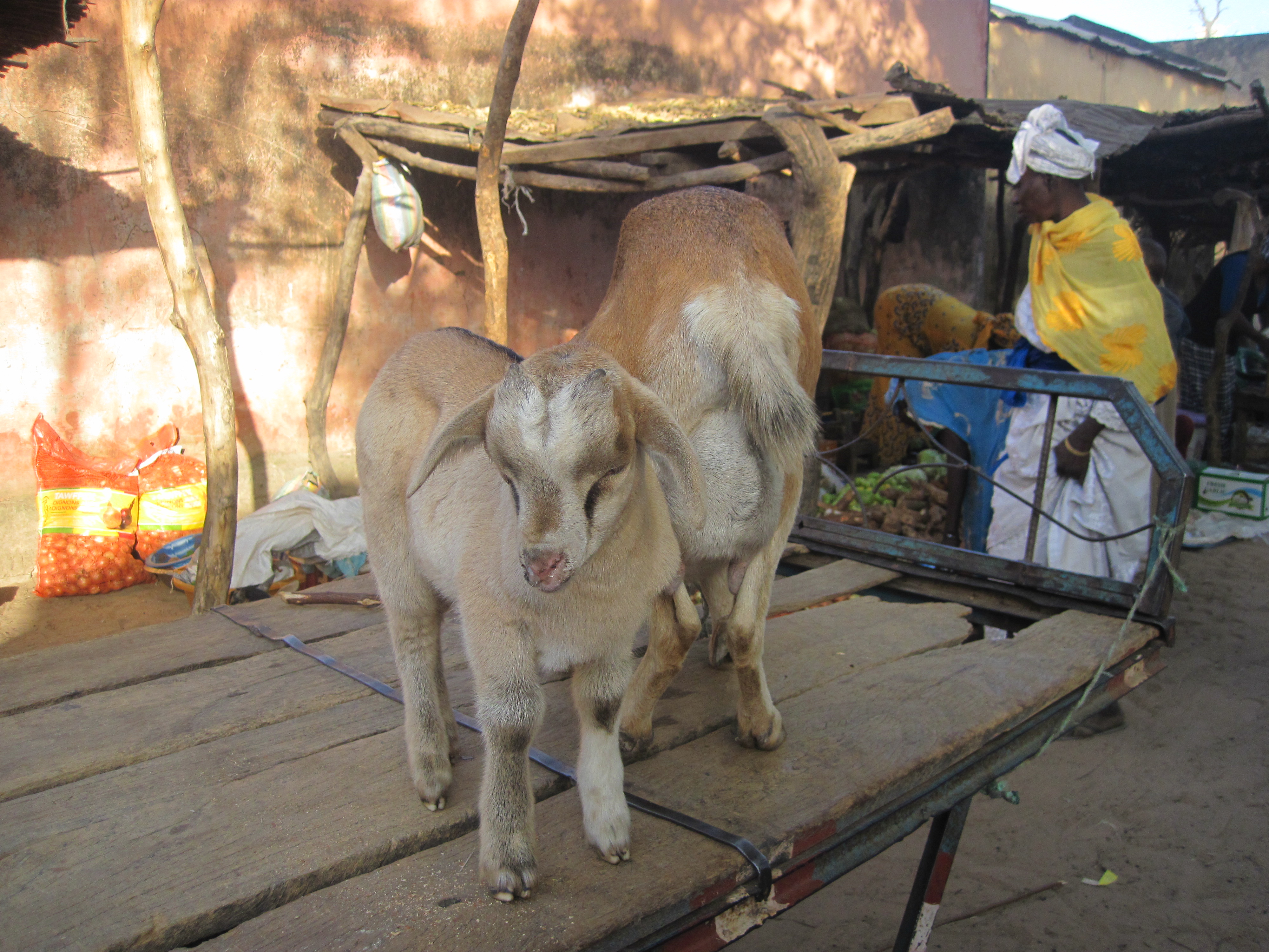 Marché de Touba Mouri