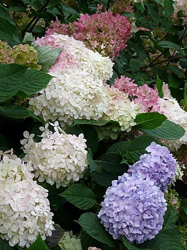 Kermoureau--22-9-12-Hydrangeas-P1310202.JPG