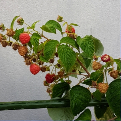 le jardin de ma soeur