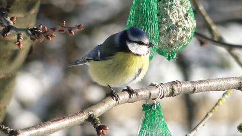 -Oiseaux de mon jardin