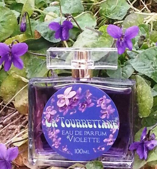                           ***   LES VIOLETTES de TOURRETTES  sur LOUP*