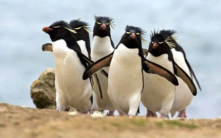 Cartes  Postales  PINGOUINS