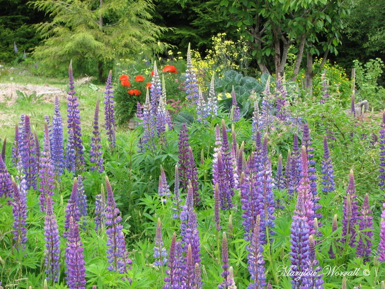 Nouvelles du Canada 179 : Lupins etc.