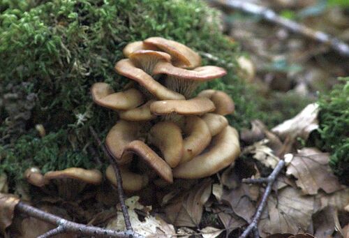 lentin en colimaçon - lentinellus cochleatus (comestible)