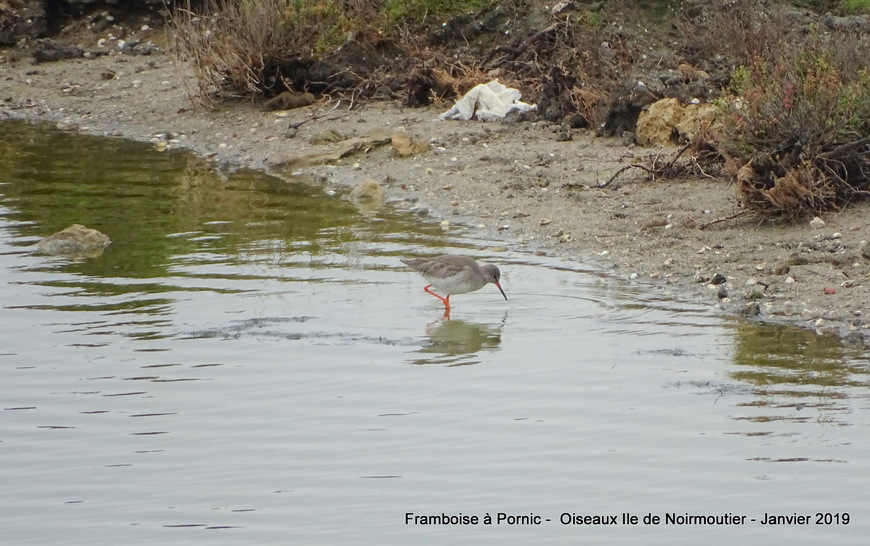 Les oiseaux de l'ile de Noirmoutier - Janvier 2019