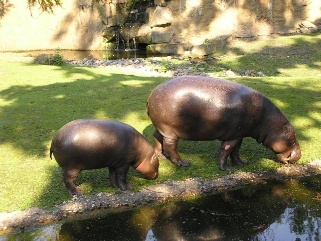 L'hippopotame nain