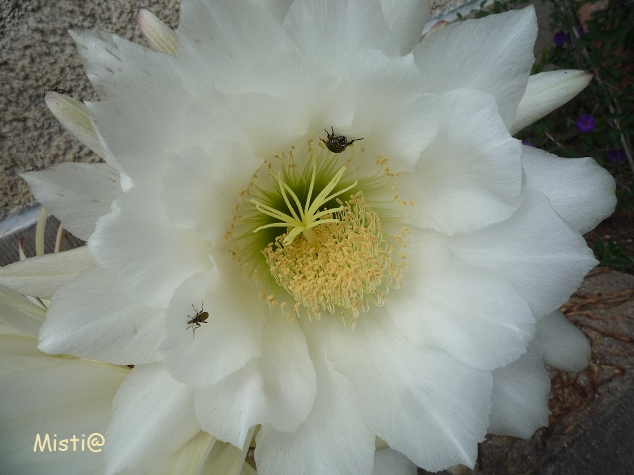 FLEURS