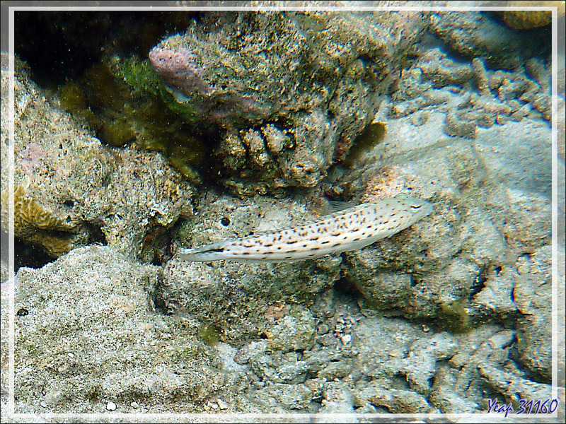 Perche de sable, Parapercis ocellé, Pintade, Perche mouchetée, Speckled sandperch (Parapercis hexophthalma) - Moofushi - Atoll d'Ari - Maldives