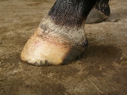 pieds nus 3 jours après le deferrage