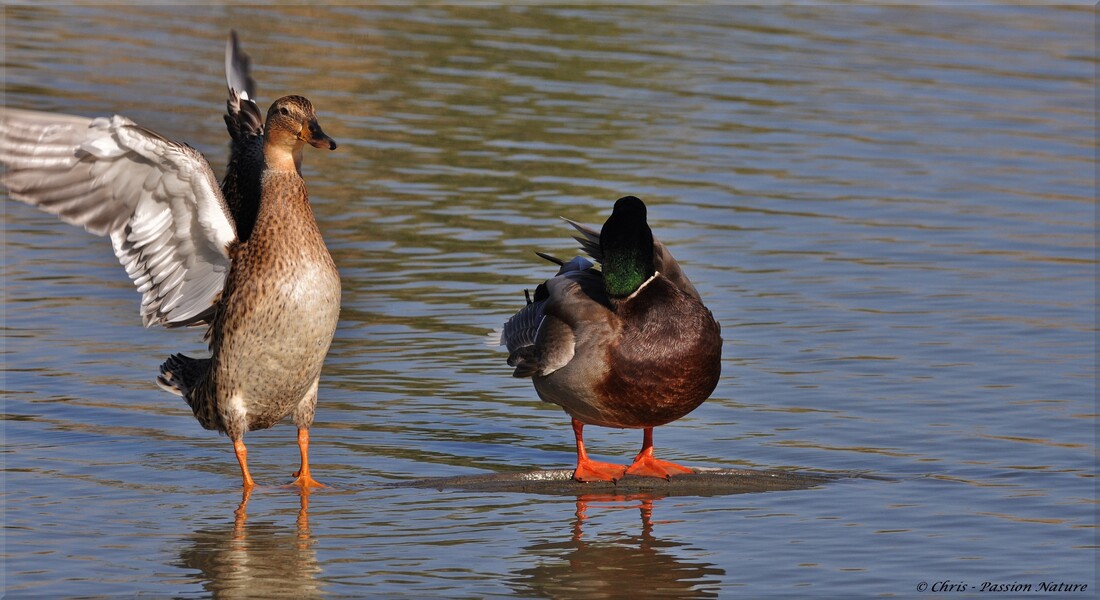 Mr et Me Colvert en pleine toilette