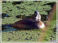 Erismature des Andes femelle (Oxyura ferruginea) - Andean Duck female - Lac Titicaca - Pérou