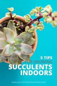 The Lifespan of Succulents
