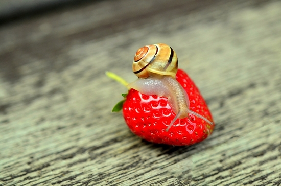 strawberry-799597_1280