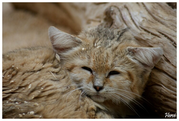 Le chat des sables