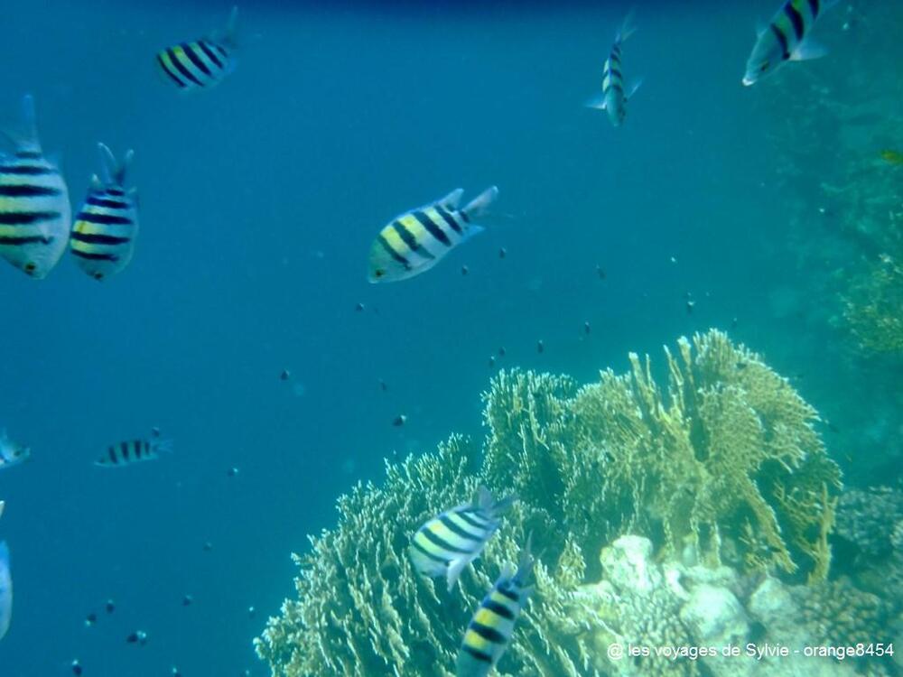 égypte - marsa alam - poissons