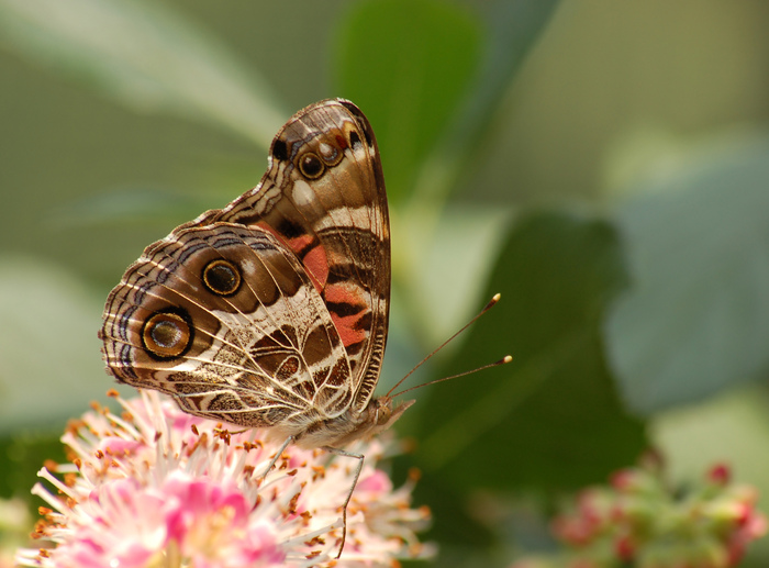 Papillon devinette .....