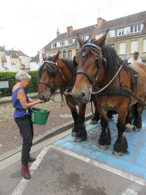 Les promenades en calèche de François Desliens ont animé l'été Châtillonnais !